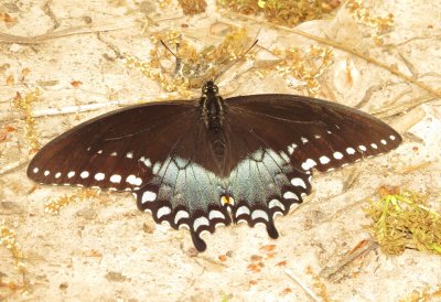 Spicebush Swallowtail