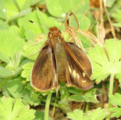 Zabulon Skipper