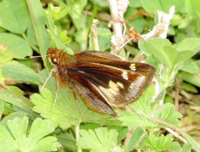 Zabulon Skipper