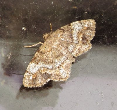 One-Spotted Variant