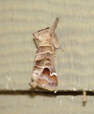 Sigmoid Prominent