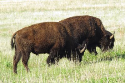 American Bison