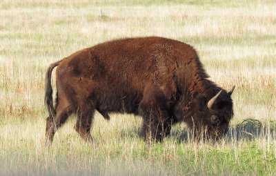 American Bison
