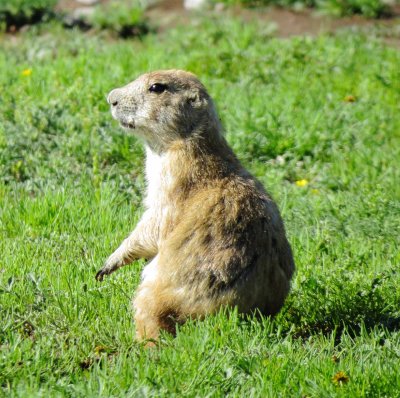 Black-Tailed Prairie Dog
