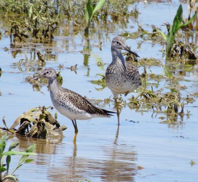 Greater (right) and Lesser Yellowlegs