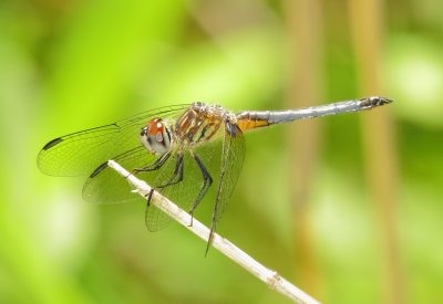 Blue Dasher
