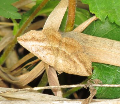 Geometer Moth Species
