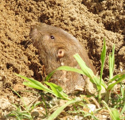Baird's Pocket Gopher