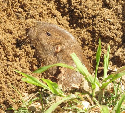 Baird's Pocket Gopher