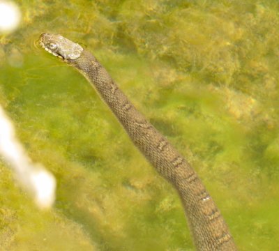 Plain Bellied Water Snake