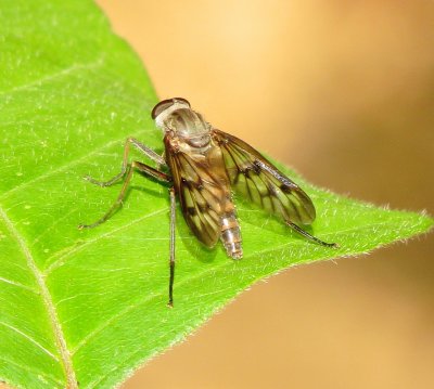 Fly Species