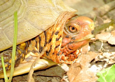 Three-Toed Box Turtle