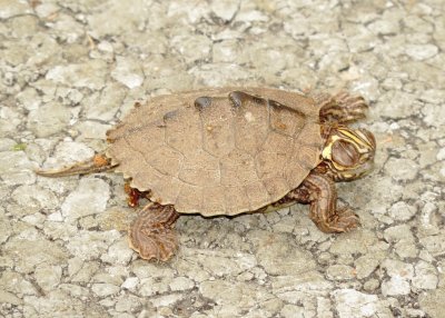 Ouachita Map Turtle