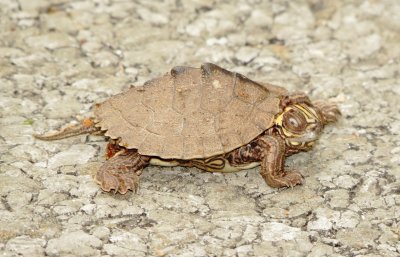 Ouachita Map Turtle