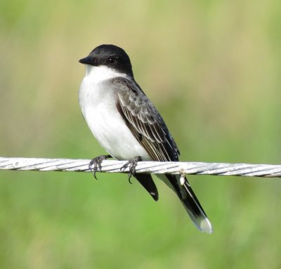 Eastern Kingbird