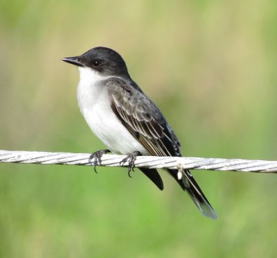Eastern Kingbird