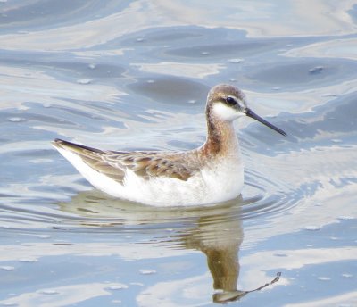 Wilson's Phalarope