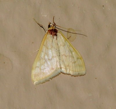 Hahncappsia Pergilvalis