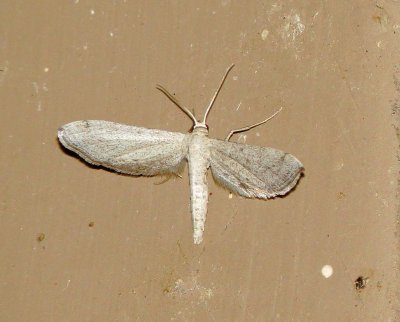 Genus Glaucina
