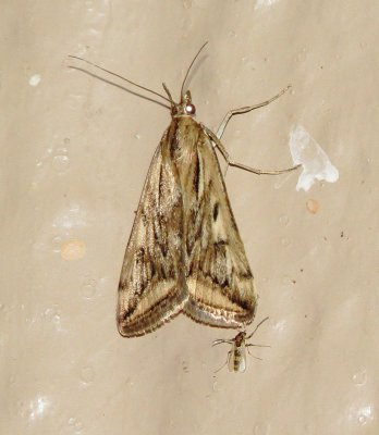 Alfalfa Webworm Moth