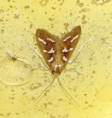 Western Fractured Snout Moth