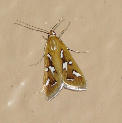 Western Fractured Snout Moth