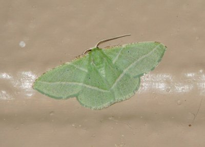 Dichorda rectaria