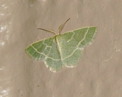 Chlorochlamys Appellaria