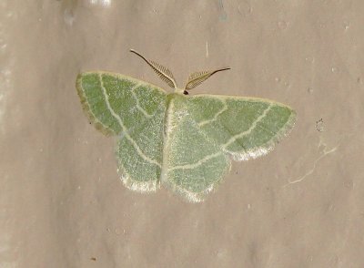 Chlorochlamys Appellaria