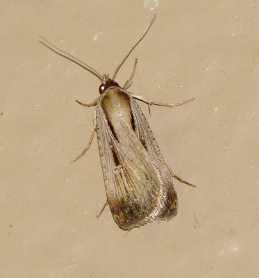 Unidentified Moth