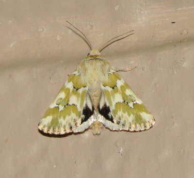 Mead's Flower Moth