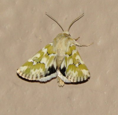Mead's Flower Moth