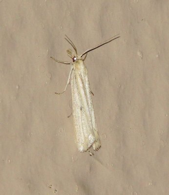 Pyralid Snout Moth Species