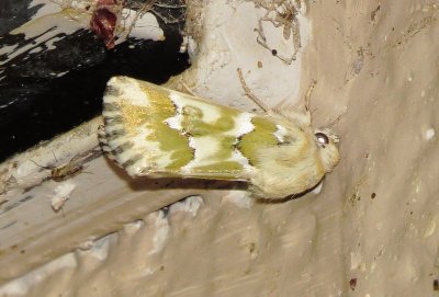Mead's Flower Moth