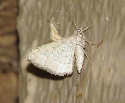 Unidentified Moth