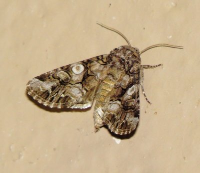Capsule Moth