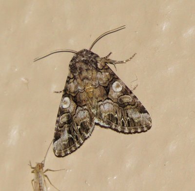 Capsule Moth