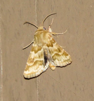 Schinia Tuberculum