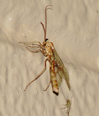 Ophion Wasp Species