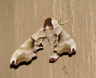 Twin-Spotted Sphinx Moth