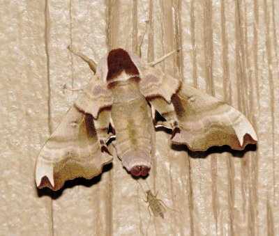 Twin-Spotted Sphinx Moth