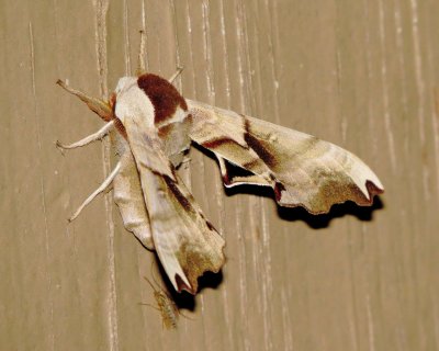 Twin-Spotted Sphinx Moth