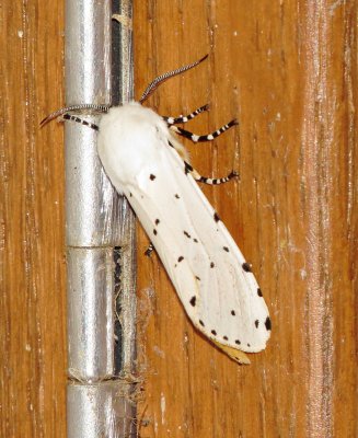 Salt Marsh Moth