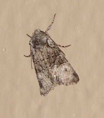 Unidentified Moth