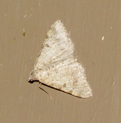 Genus Digrammia