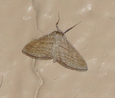 Unidentified Moth