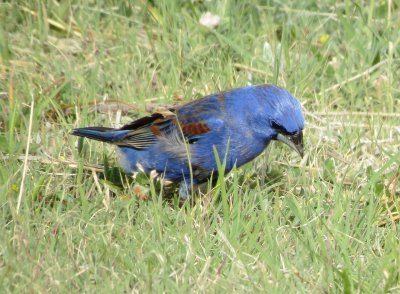 Blue Grosbeak