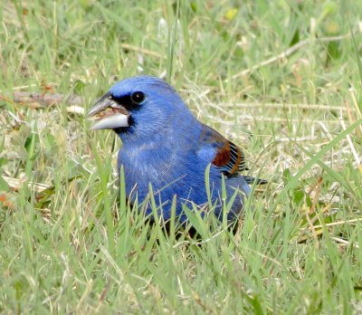 Blue Grosbeak