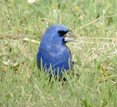 Blue Grosbeak