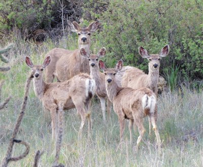 Mule Deer